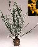 Cytisus sc. 'Gelber Funke'